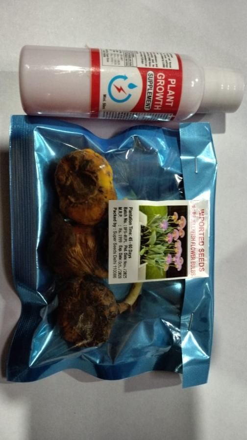 Rare Medusa Orchid - 🔥 Buy 1 Get 1 Free + Plant Growth Supplement 🔥