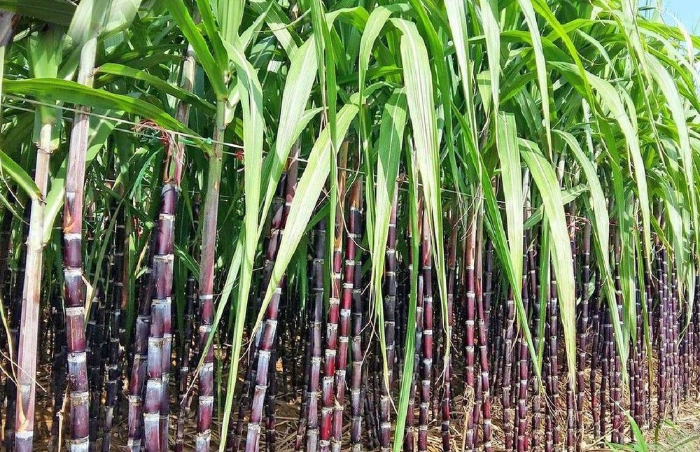 Sugarcane Seeds - Buy 1 Get 1 Free