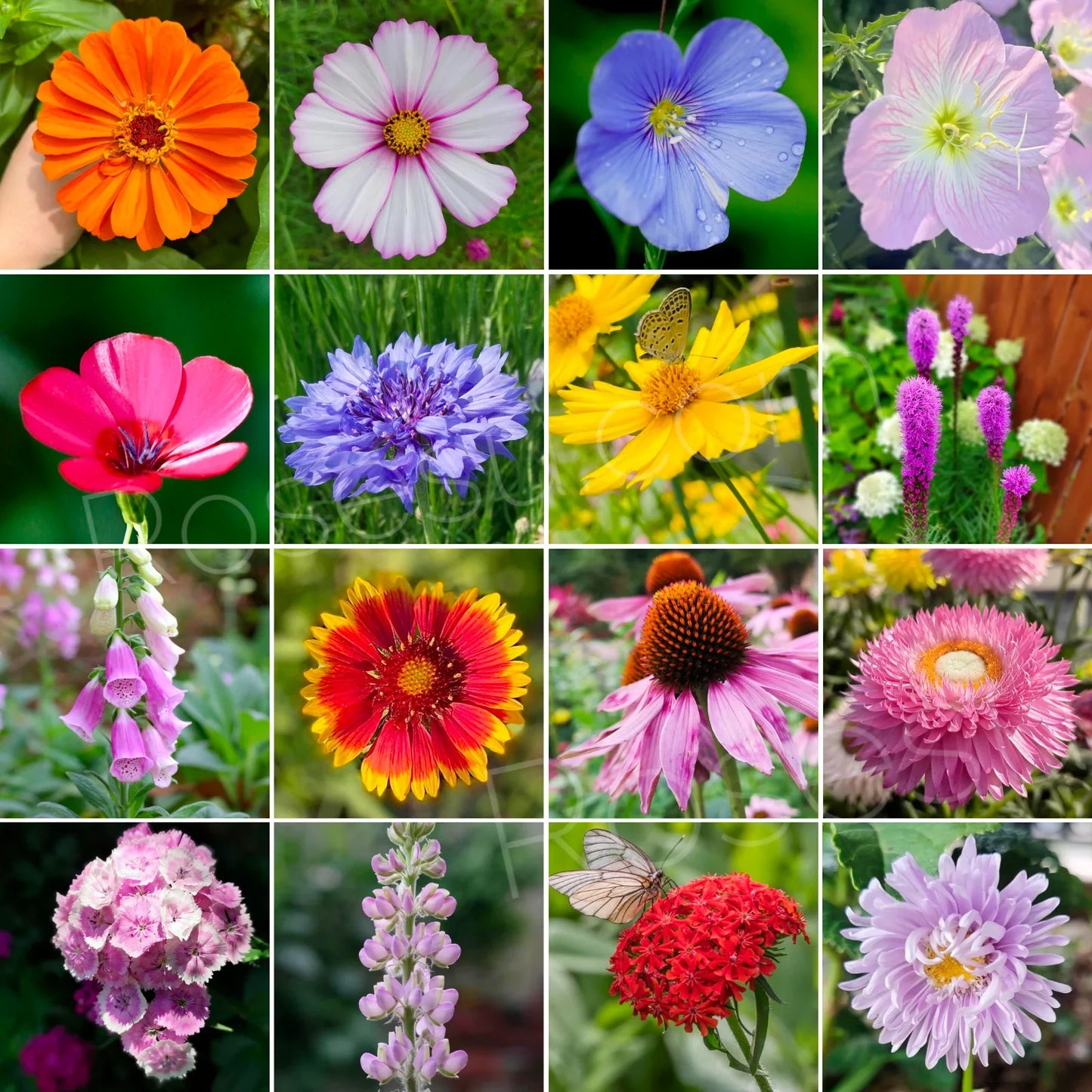 Premium Mix Flower Seeds - 1 Pack 40+ Seeds With Free Plant Growth Booster