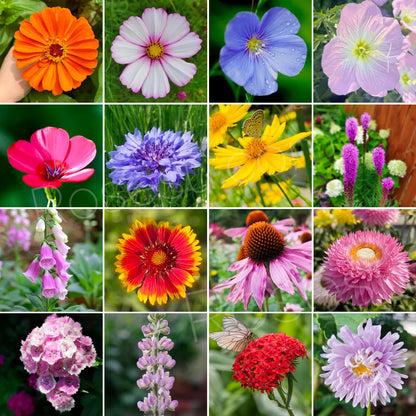 Premium Mix Flower Seeds - 1 Pack 40+ Seeds With Free Plant Growth Booster