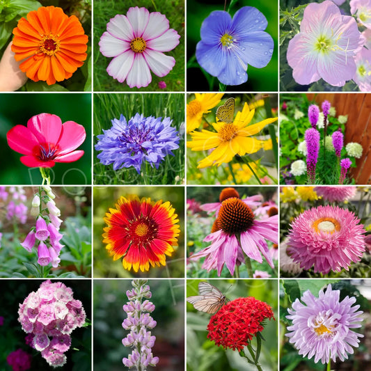 Premium Mix Flower Seeds - 1 Pack 40+ Seeds With Free Plant Growth Booster