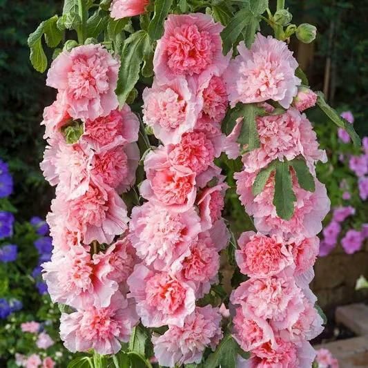 Imported Hollyhock Seeds - (Multi Colour 100gm)