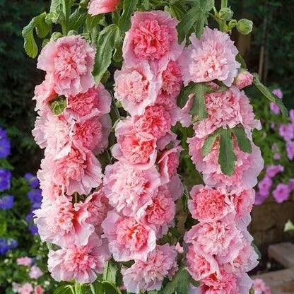 Imported Hollyhock Seeds - (Multi Colour 100gm)