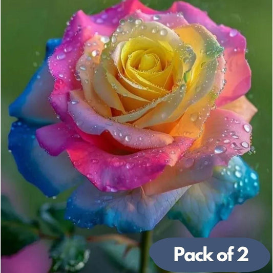 Rainbow Rose Seeds - 🔥 Buy 1 Get 1 Free + Plant Growth Booster Serum🔥