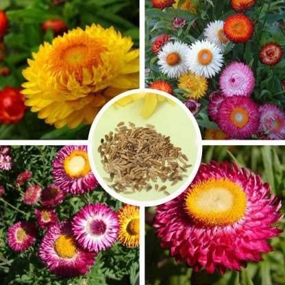 Premium Mix Flower Seeds - 1 Pack 40+ Seeds With Free Plant Growth Booster