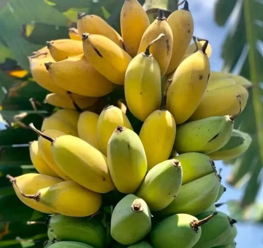 Dwarf Banana Seeds