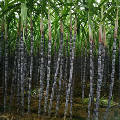 Sugarcane Seeds - Buy 1 Get 1 Free