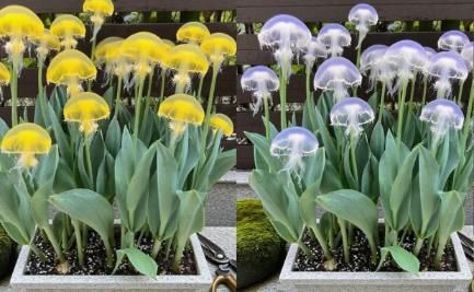 Rare Medusa Orchid - 🔥 Buy 1 Get 1 Free + Plant Growth Supplement 🔥