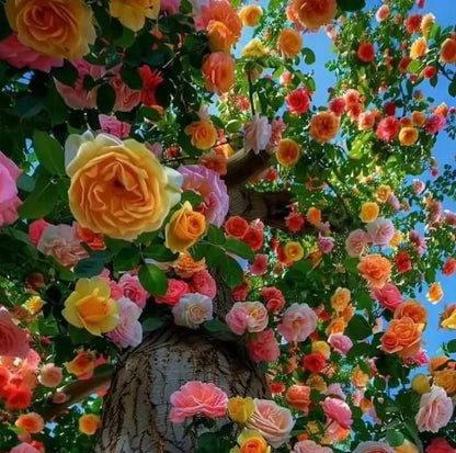 Rainbow Rose Seeds - 🔥 Buy 1 Get 1 Free + Plant Growth Booster Serum🔥