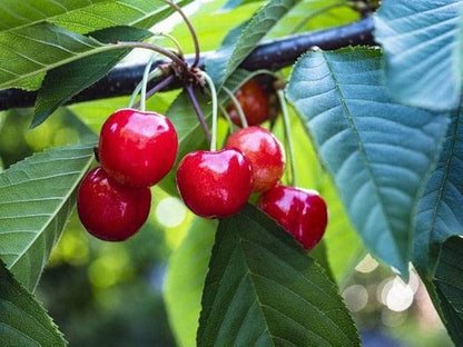 Cherrioxy™ Rainier Cherry Fruit Seeds (100 gms)