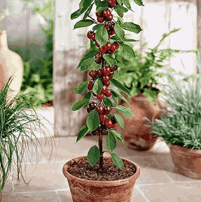 Cherrioxy™ Rainier Cherry Fruit Seeds (100 gms)