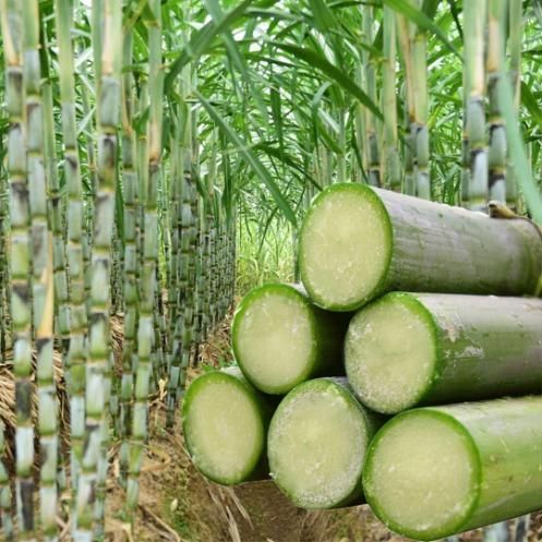 Sugarcane Seeds - Buy 1 Get 1 Free