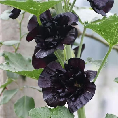 Imported Hollyhock Seeds - (Multi Colour 100gm)