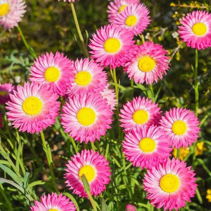 Premium Mix Flower Seeds - 1 Pack 40+ Seeds With Free Plant Growth Booster