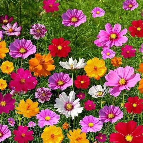 Premium Mix Flower Seeds - 1 Pack 40+ Seeds With Free Plant Growth Booster