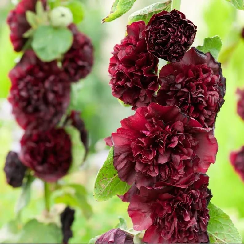 Imported Hollyhock Seeds - (Multi Colour 100gm)