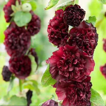 Imported Hollyhock Seeds - (Multi Colour 100gm)