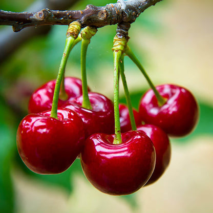 Cherrioxy™ Rainier Cherry Fruit Seeds (100 gms)