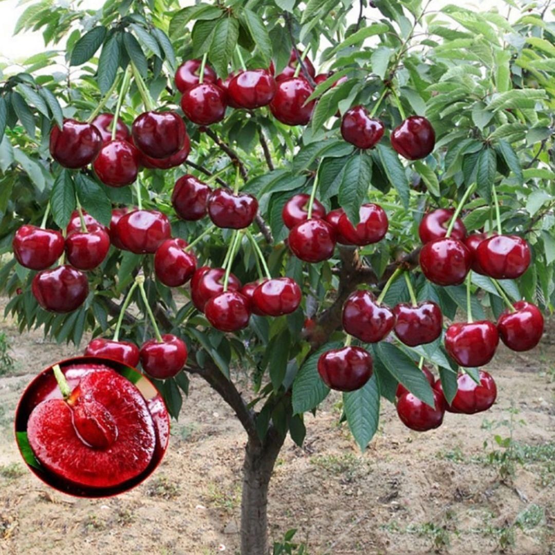 Cherrioxy™ Rainier Cherry Fruit Seeds (100 gms)