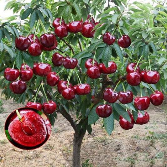 Cherrioxy™ Rainier Cherry Fruit Seeds (100 gms)