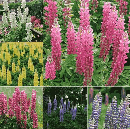 Premium Lupine Blossoms Seeds