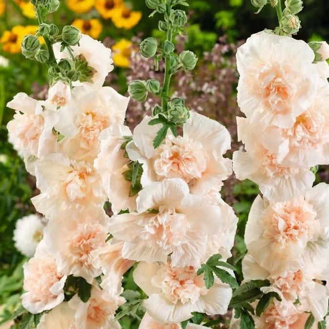 Imported Hollyhock Seeds - (Multi Colour 100gm)