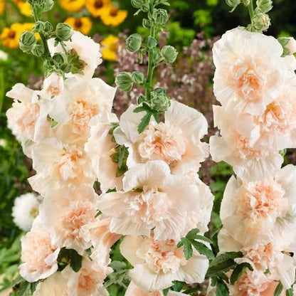 Imported Hollyhock Seeds - (Multi Colour 100gm)