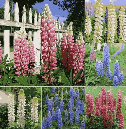 Premium Lupine Blossoms Seeds