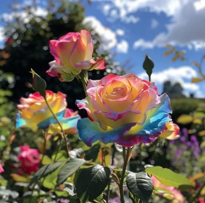 Rainbow Rose Seeds - 🔥 Buy 1 Get 1 Free + Plant Growth Booster Serum🔥