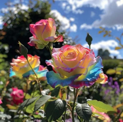 Rainbow Rose Seeds - 🔥 Buy 1 Get 1 Free + Plant Growth Booster Serum🔥