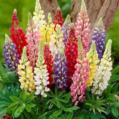 Premium Lupine Blossoms Seeds