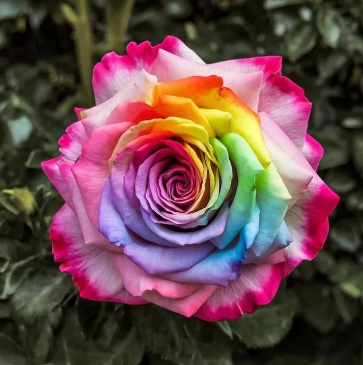 Rainbow Rose Seeds - 🔥 Buy 1 Get 1 Free + Plant Growth Booster Serum🔥