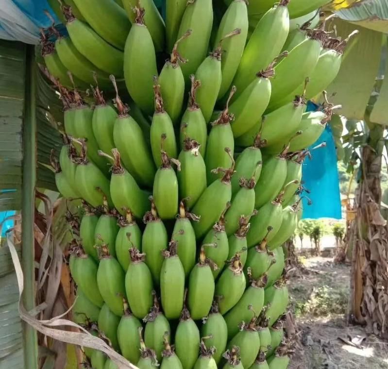Dwarf Banana Seeds