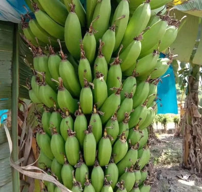 Dwarf Banana Seeds