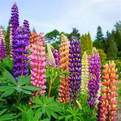Premium Lupine Blossoms Seeds