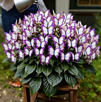 Moonlight Butterfly Flower Seeds - Pack of 20