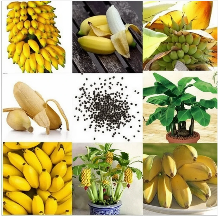 Dwarf Banana Seeds