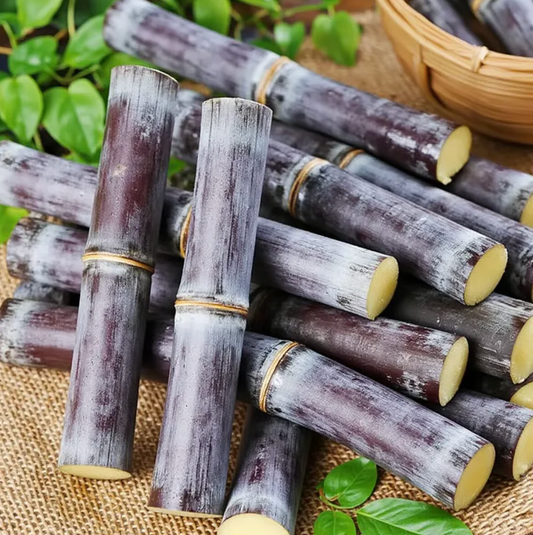 Sugarcane Seeds - Buy 1 Get 1 Free