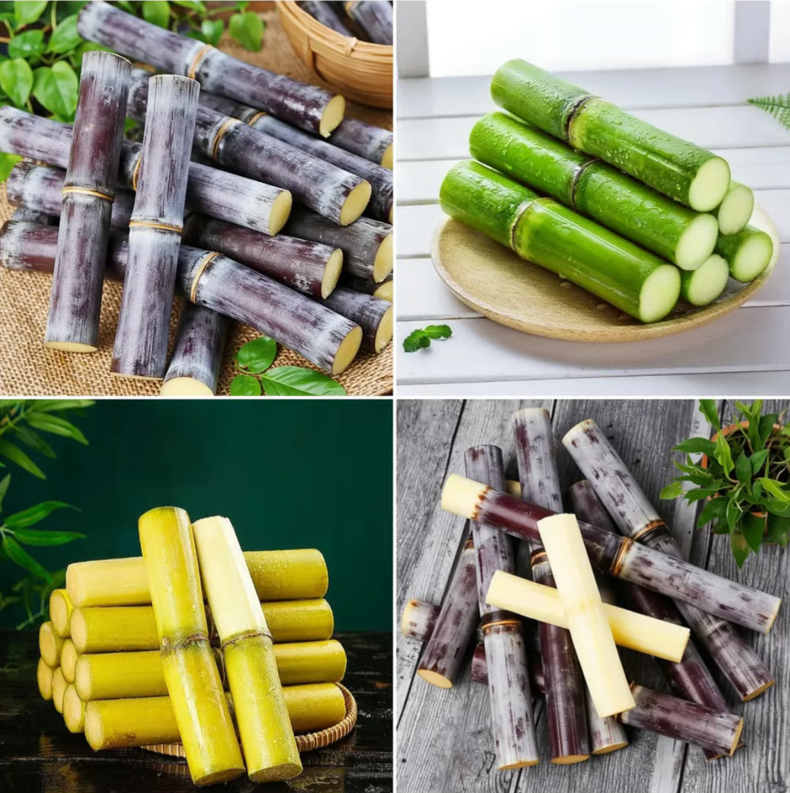 Sugarcane Seeds - Buy 1 Get 1 Free
