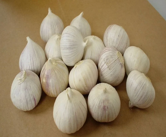 Garlic seeds - Pack of 20 + Free Plant Growth Serum