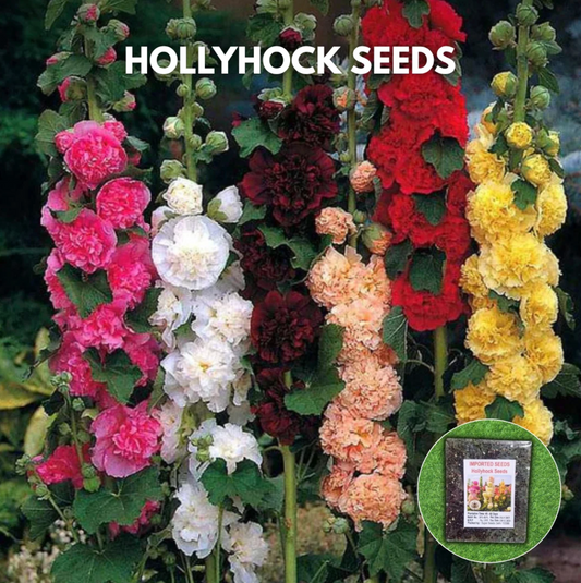 Imported Hollyhock Seeds - (Multi Colour 100gm)