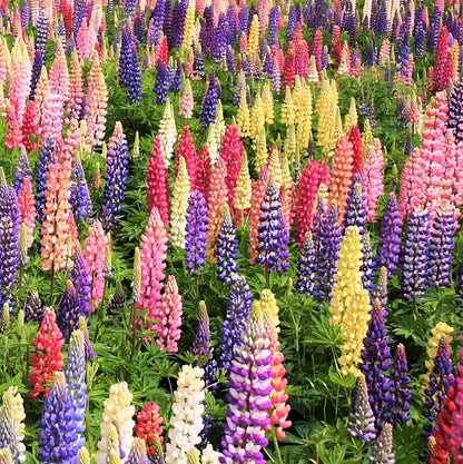 Premium Lupine Blossoms Seeds