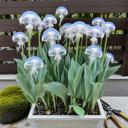 Rare Medusa Orchid - 🔥 Buy 1 Get 1 Free + Plant Growth Supplement 🔥