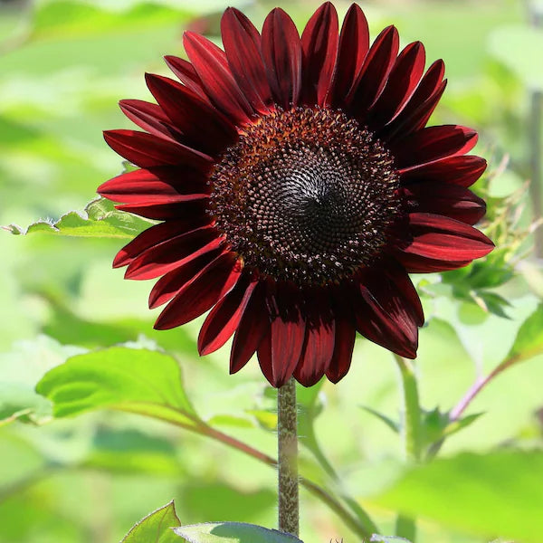 Premium Chocolate Sunflower Seeds - Free Plant Growth Booster
