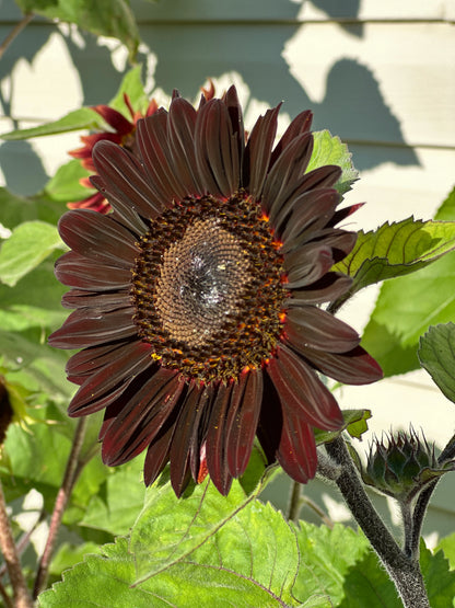 Premium Chocolate Sunflower Seeds - Free Plant Growth Booster