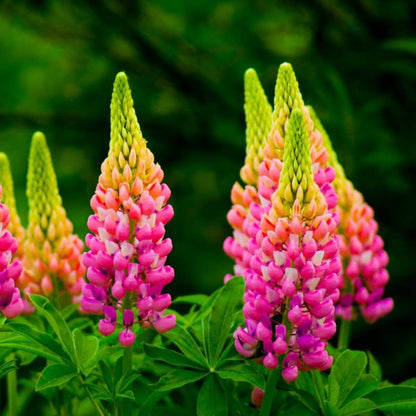 Premium Lupine Blossoms Seeds