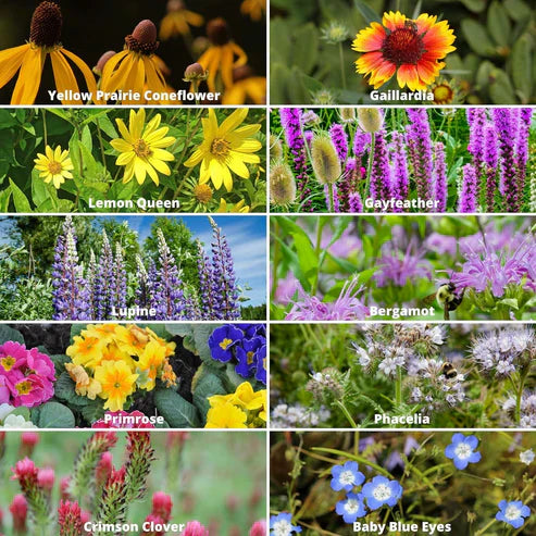 Premium Mix Flower Seeds - 1 Pack 40+ Seeds With Free Plant Growth Booster